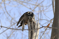 Northern Hawk Owl