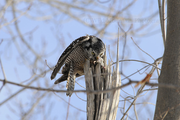 Northern Hawk Owl