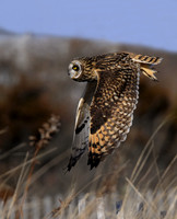 Short-eared Owl Flight