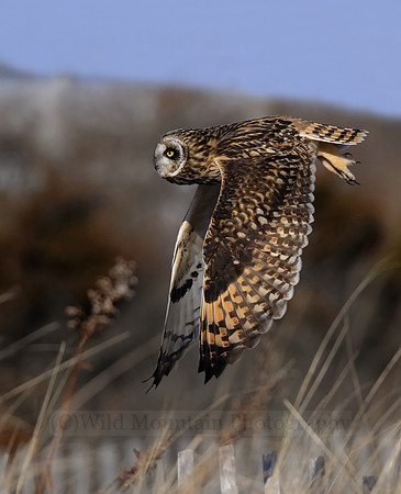 Short-eared Owl Flight