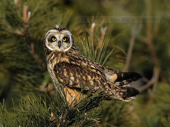 Owl in Pine
