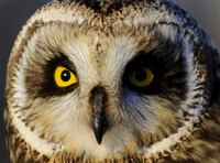 SEO Close-up