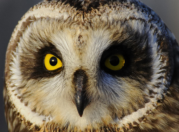 SEO Close-up