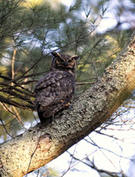 Great Horned Owl