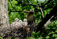 Hawk's Classroom