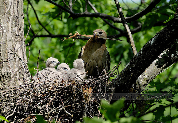 Hawk's Classroom