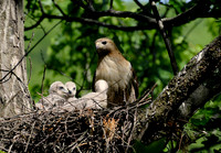 Red-tailed Hawk Nest