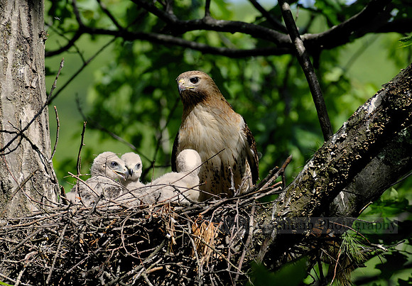 Red-tailed Hawk Nest