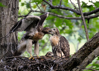 Red-tailed Hawk Pre-flight