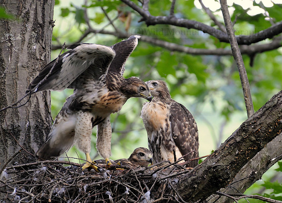 Red-tailed Hawk Pre-flight