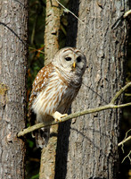 Barred Owl