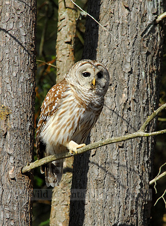 Barred Owl