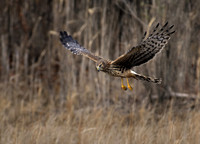 Northern Harrier