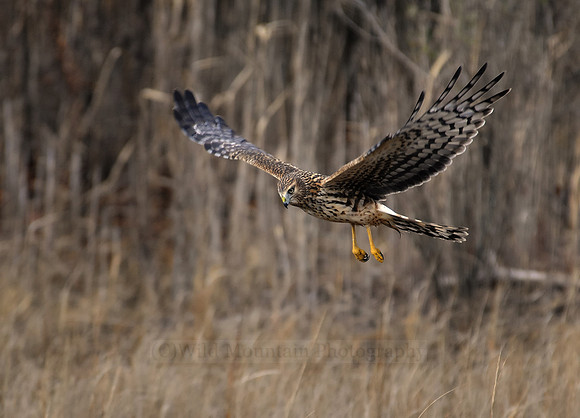 Northern Harrier