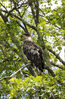 Immature Bald Eagle