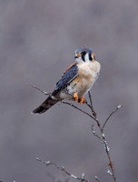 American Kestrel