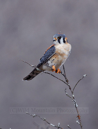 American Kestrel