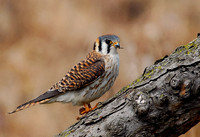 Female Kestrel