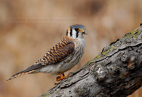 Female Kestrel