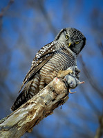 Northern Hawk Owl's Dinner