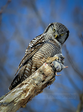 Northern Hawk Owl's Dinner