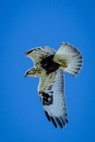 Rough-legged Hawk