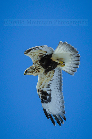Rough-legged Hawk