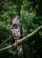 Immature Eagle