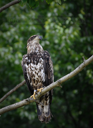 Immature Eagle