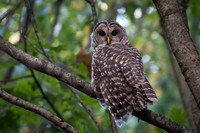 Barred Owl Stretch