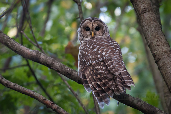 Barred Owl Stretch