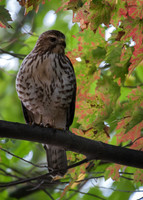 Sharp-shinned Hawk