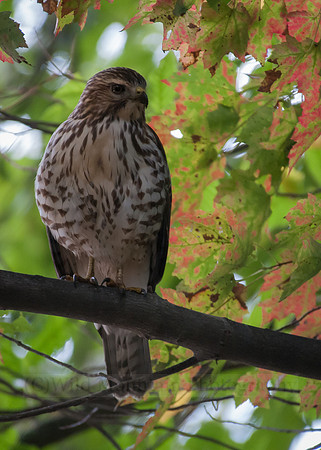Sharp-shinned Hawk
