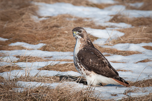 Scanning Hawk