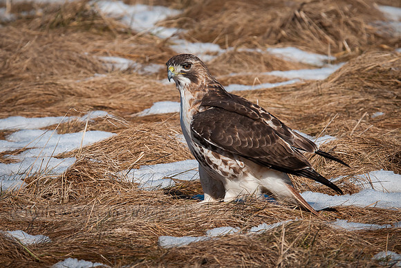 Hawk's Missed Dinner