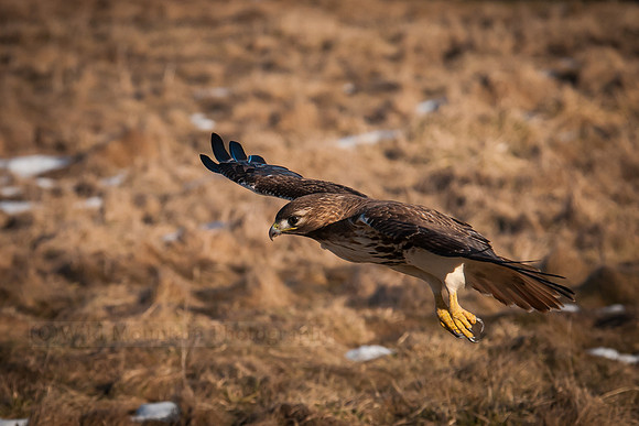 Hunting Red-tailed Hawk