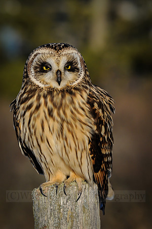 Short-eared Owl Portrait