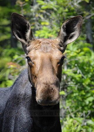 Cow Moose