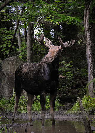 Summertime Bull