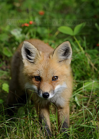 Inquisitive Youngster