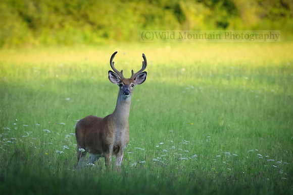 Late Summer Buck
