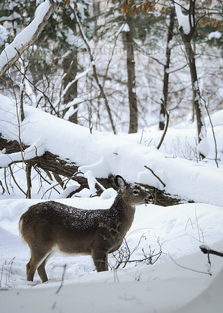Winter Survivor
