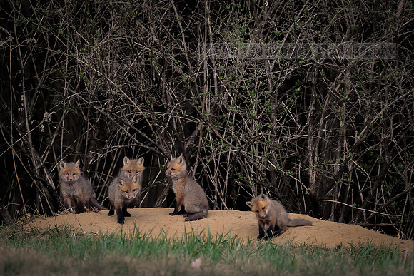 Carefree Fox Pups