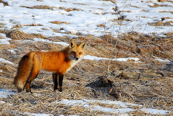 Surviving Winter