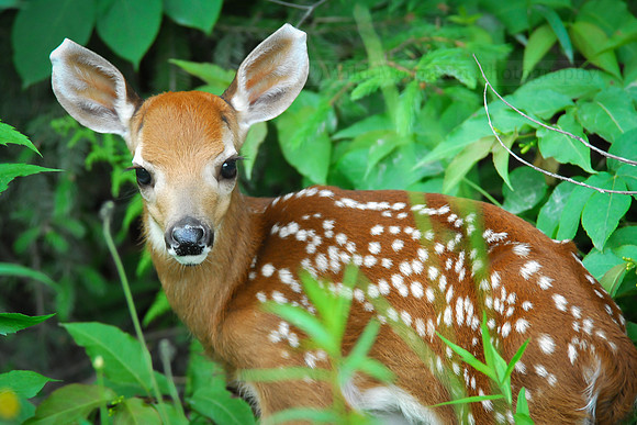 Whitetail Fawn