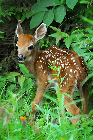 New Whitetail Fawn