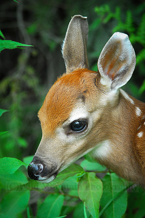 The Fawn