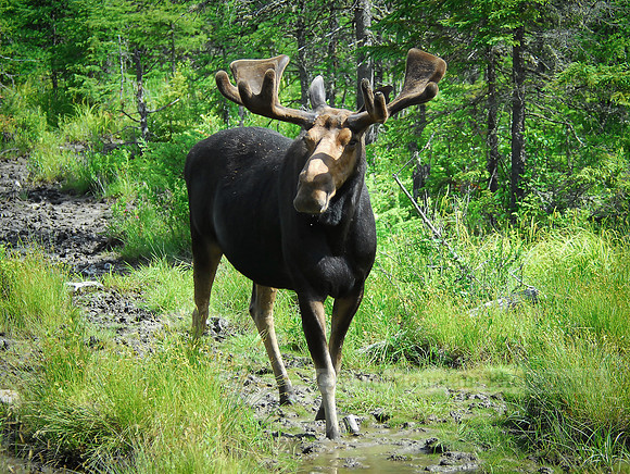 Regal Bull