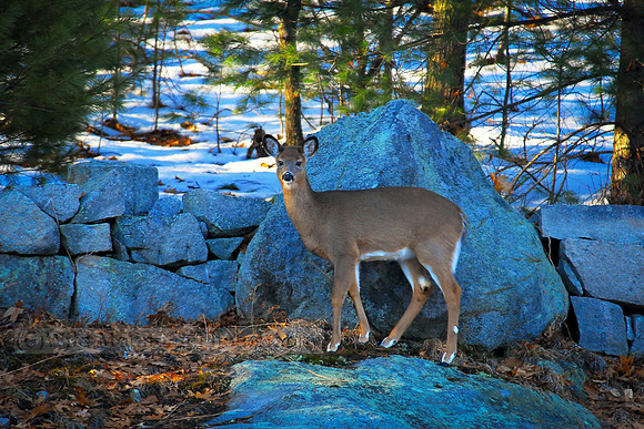 Whitetail Yearling