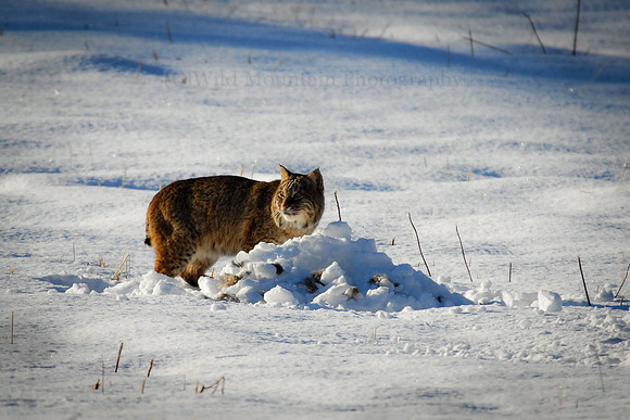 Winter Kill